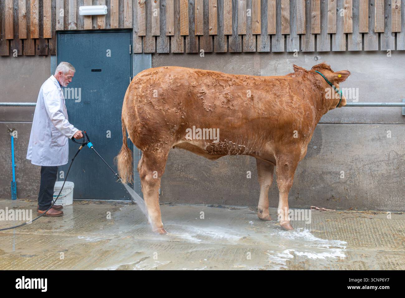 Uomo o agricoltore che fa la doccia o lava una mucca al Newbury Show in preparazione alla competizione per il bestiame, Berkshire, Inghilterra, Regno Unito Foto Stock