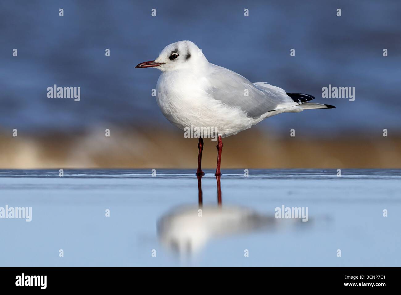 Black Head Gull, Larus ridibundus, uccello piumato invernale adulto su una spiaggia invernale bagnata nel febbraio di Norfolk Foto Stock
