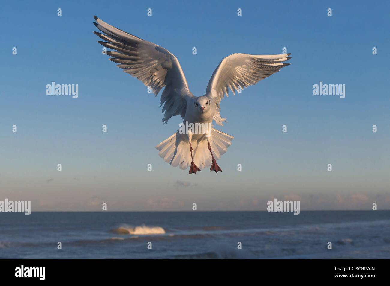 Black Head Gull, Larus ridibundus, uccello piumato invernale adulto in volo Norfolk November Foto Stock