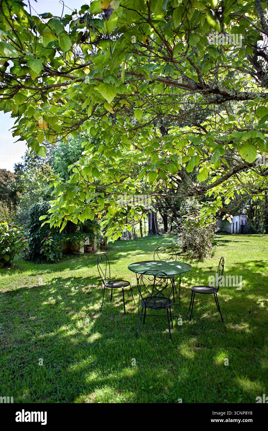 Mobili da giardino sotto un albero di catalpa in estate Foto Stock