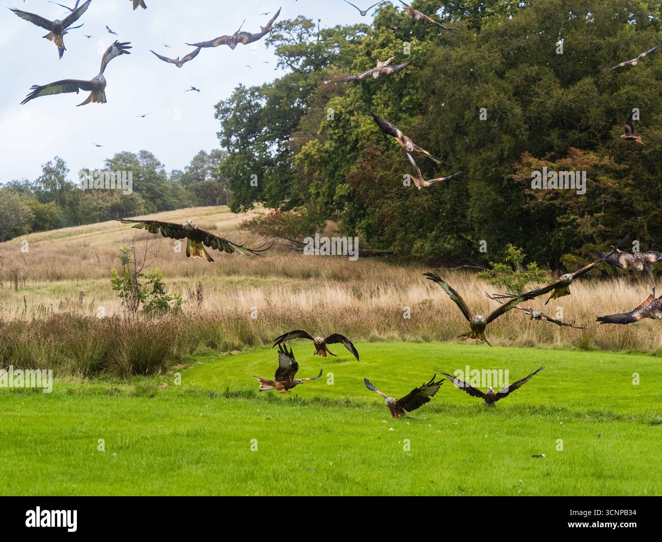 Numerosi aquiloni rossi, Milvus milvus, si riversano per mangiare ogni giorno alla Gigrin Farm, Rhayader, Galles centrale, Regno Unito Foto Stock