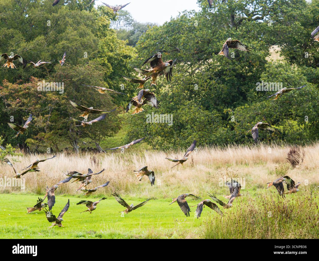 Numerosi aquiloni rossi, Milvus milvus, si riversano per mangiare ogni giorno alla Gigrin Farm, Rhayader, Galles centrale, Regno Unito Foto Stock