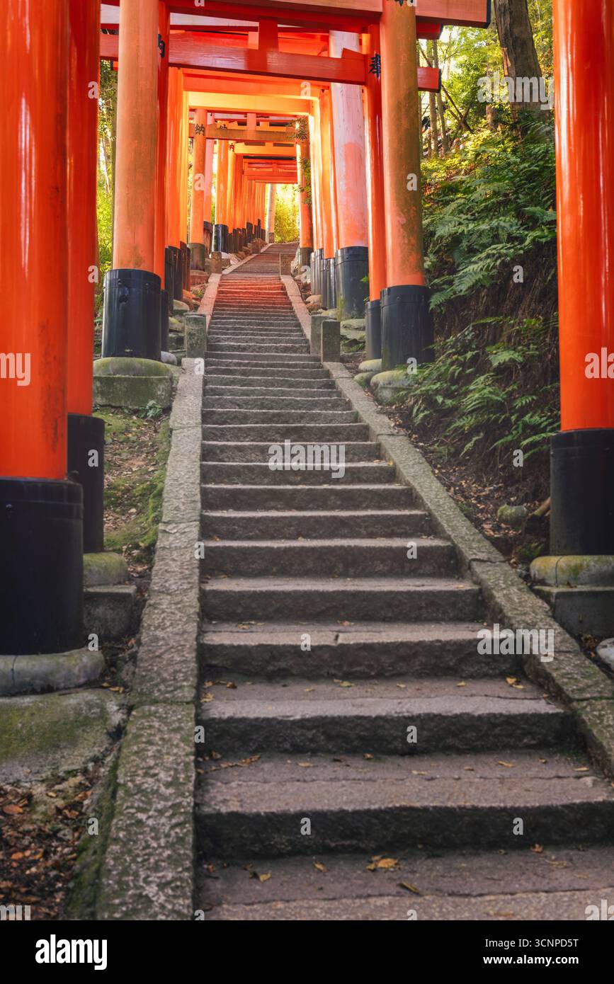 La luce del sole mattutina filtra attraverso il fitto fogliame sull'iconico tunnel torii a Fushimi Inari Taisha a Kyoto Foto Stock