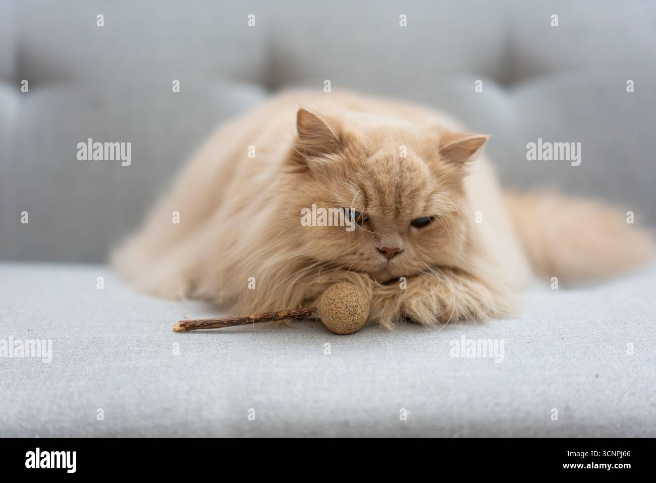 Soffice gatto persiano che riposa con un giocattolo su un divano - Lago Occidentale a Huizhou, provincia del Guangdong, Cina, è un'attrazione turistica caratterizzata da un'architettura antica Foto Stock