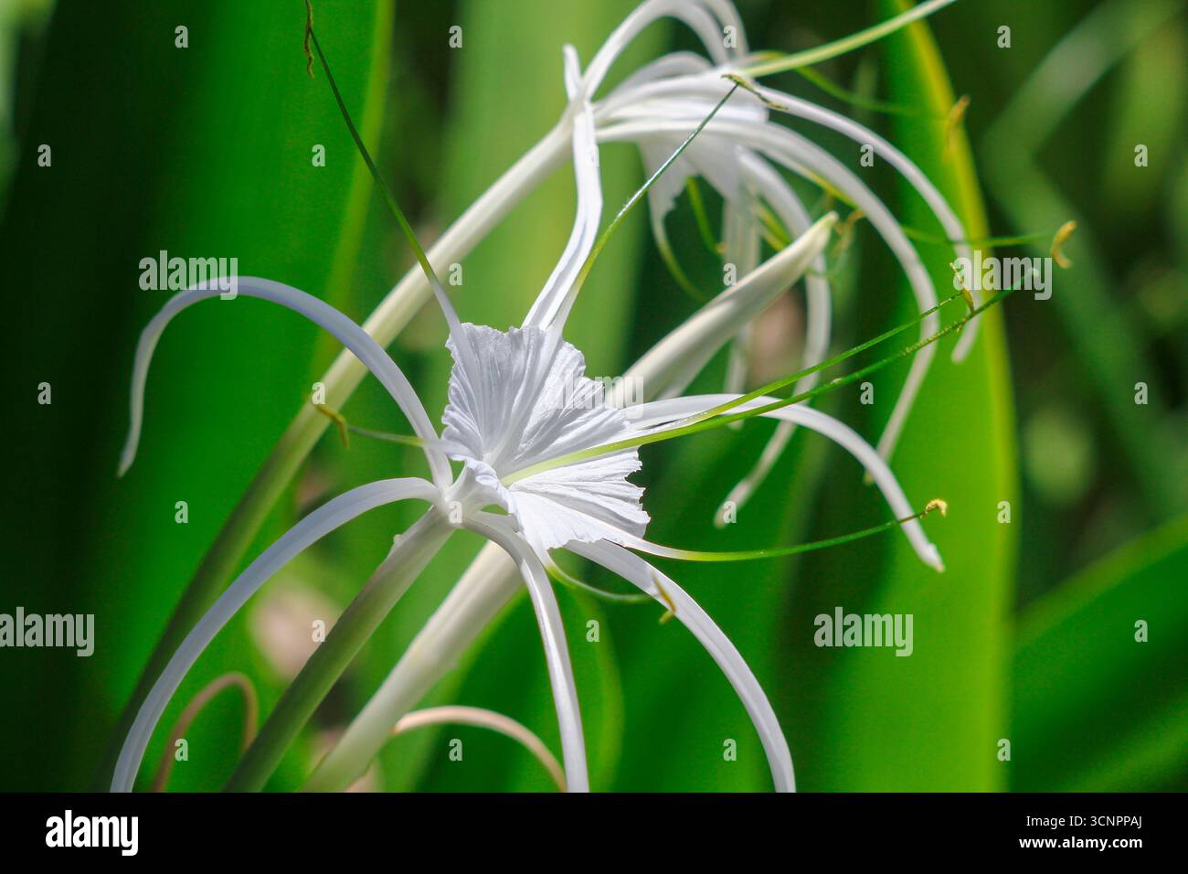 Cuba - Varadero - Giglio ragno (Hymenocallis littoralis) - delicato fiore tropicale in un ambiente verde lussureggiante Foto Stock