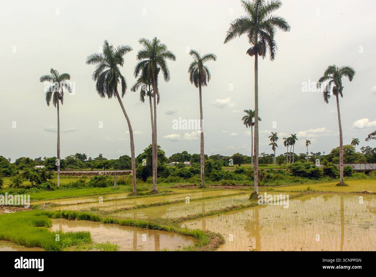 Cuba - campagna - palme reali specchiate in risaie sotto cieli umidi e nuvole alla deriva Foto Stock