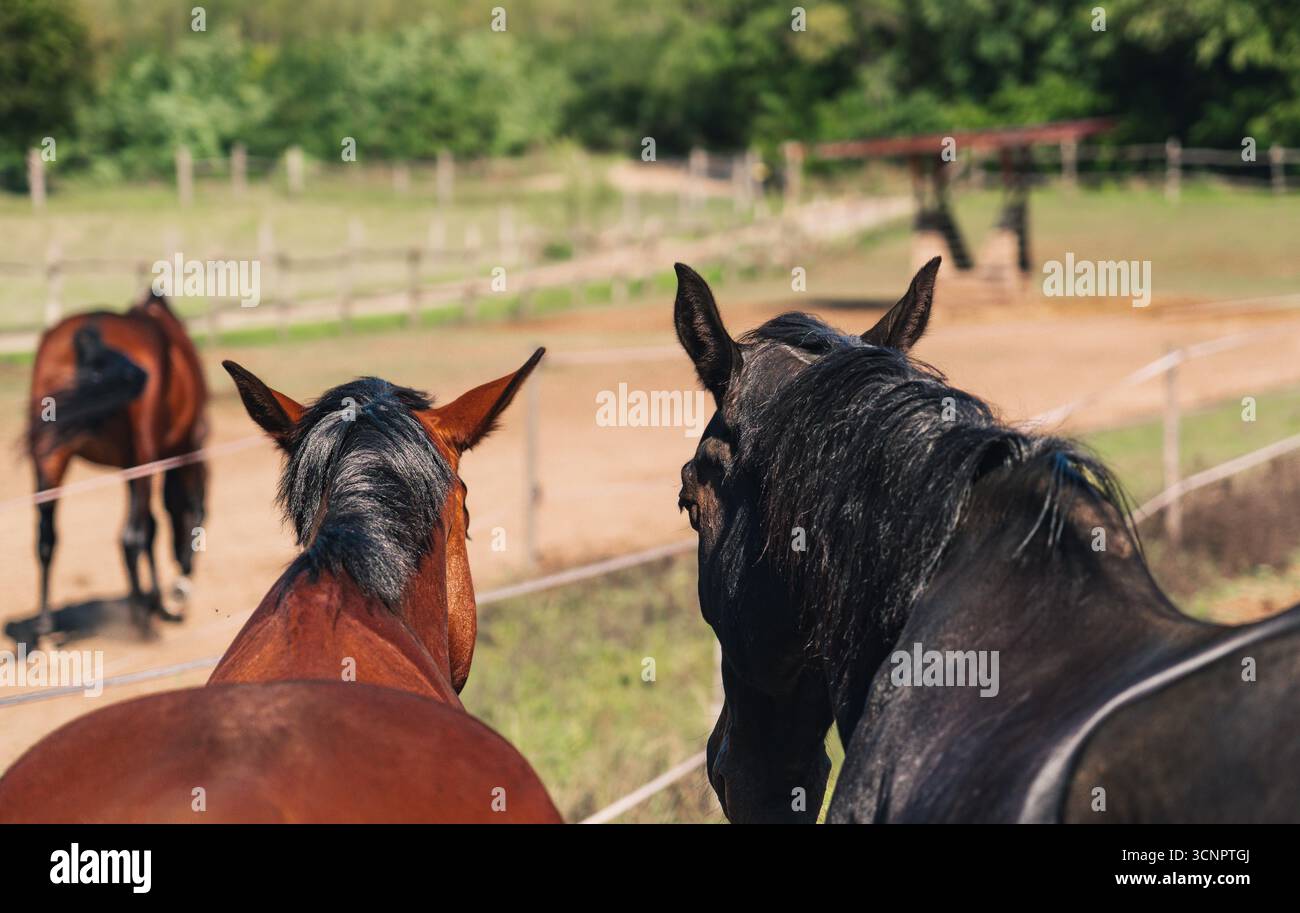 Cavalli al pascolo visti da dietro nelle giornate di sole Foto Stock
