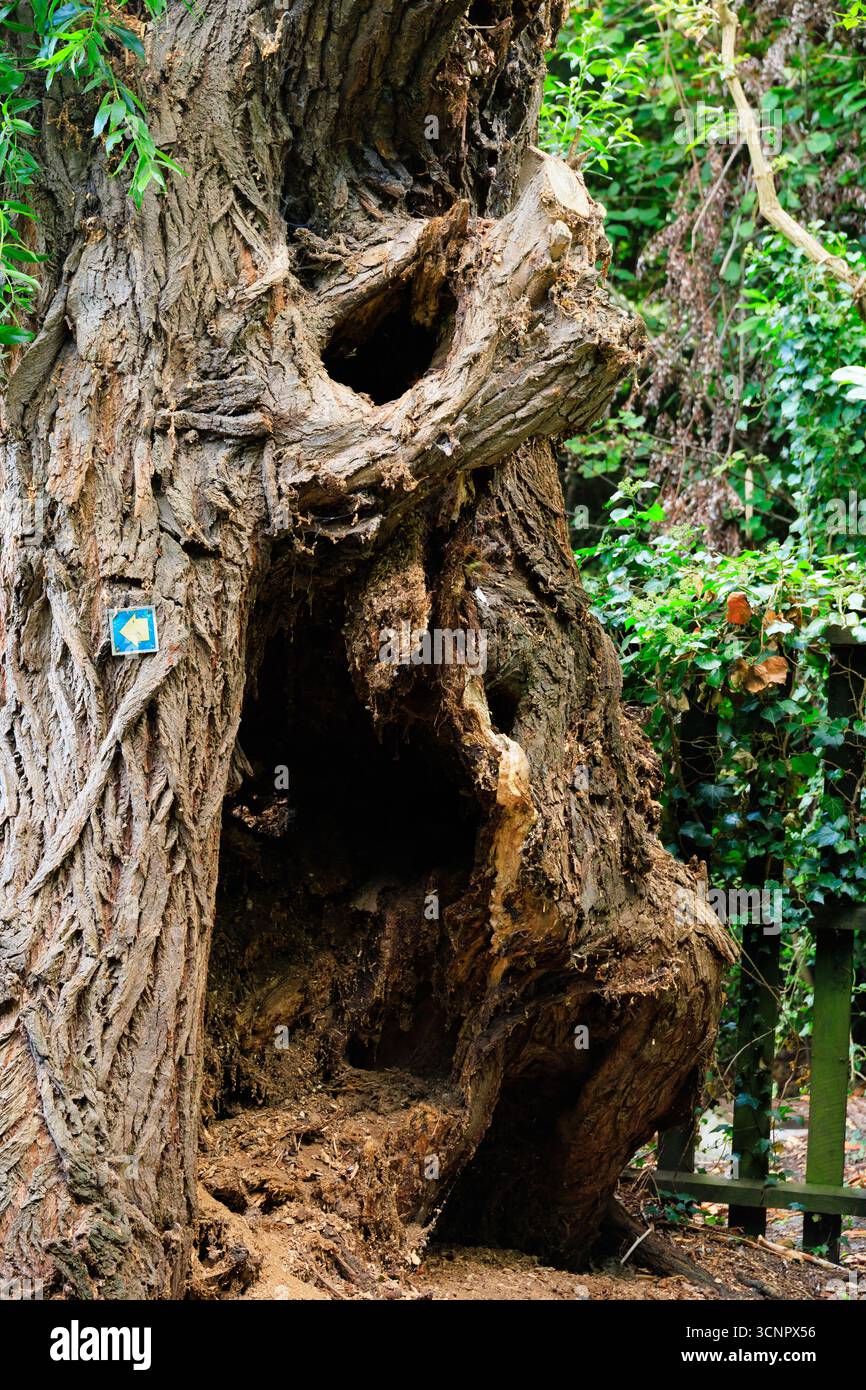 Malato, tronco di albero marcio con segno freccia direzione. Foto Stock
