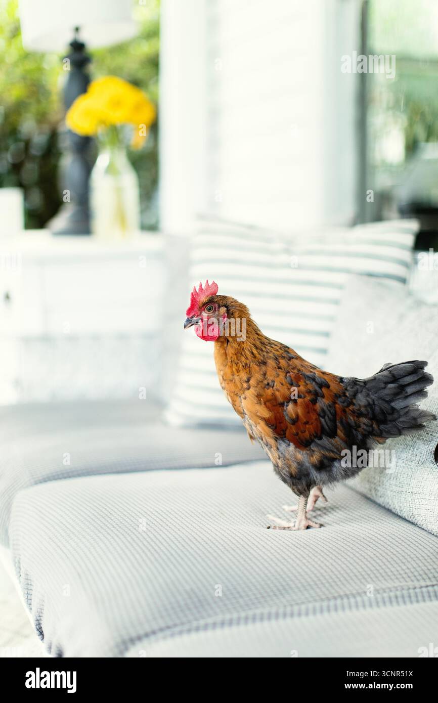 Rooster seduto sui mobili del portico anteriore Foto Stock