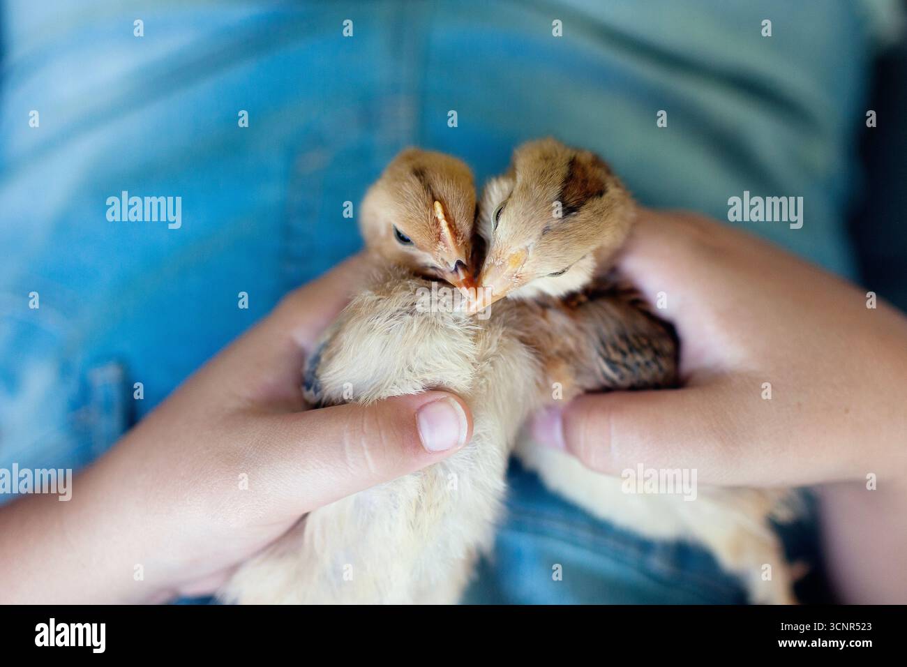 Pulcini piccoli accovacciati insieme Foto Stock