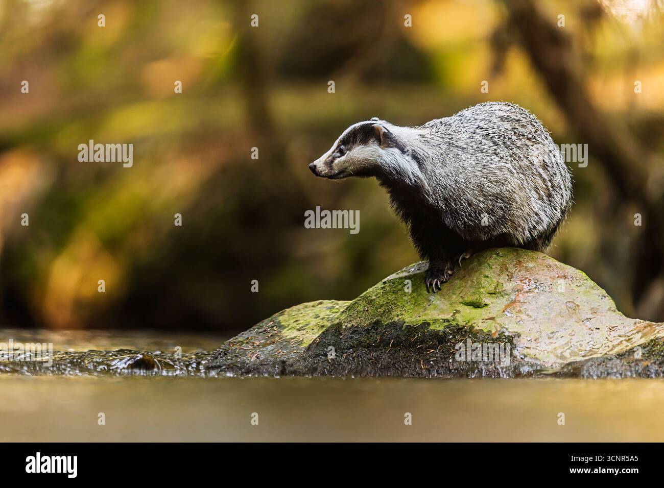 Vecchio tasso europeo (Meles meles) nel paesaggio naturale Foto Stock