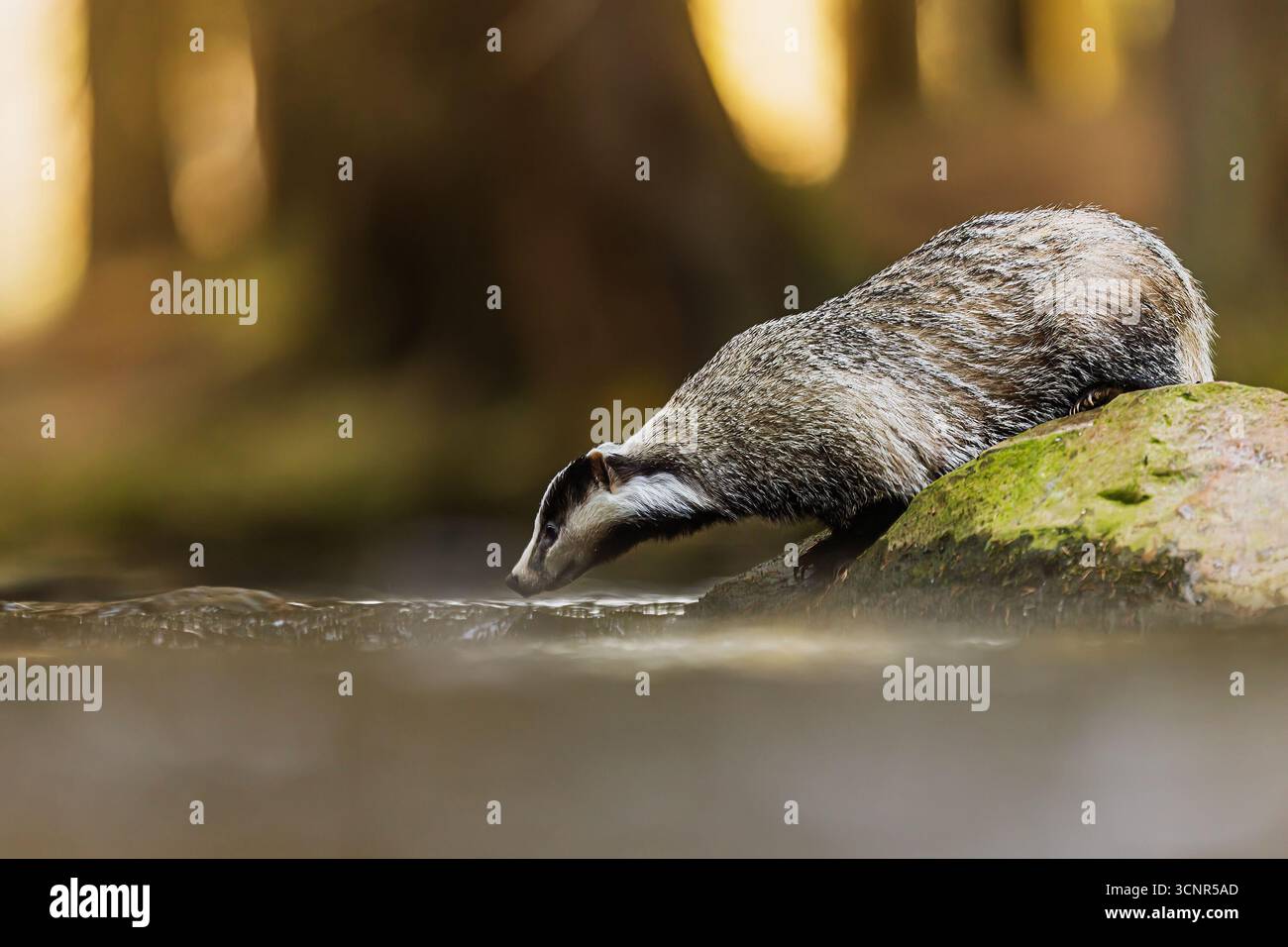 Vecchio tasso europeo (Meles meles) nel paesaggio naturale da bere Foto Stock