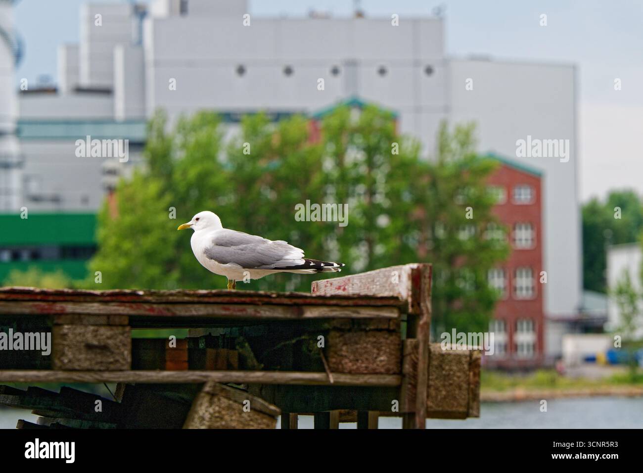 Su una pila di pallet di legno si trova un grande gabbiano con un'etichetta gialla per le gambe. Dietro di essa sorgono edifici industriali, una casa rossa e un albero frondoso. La scena fe Foto Stock