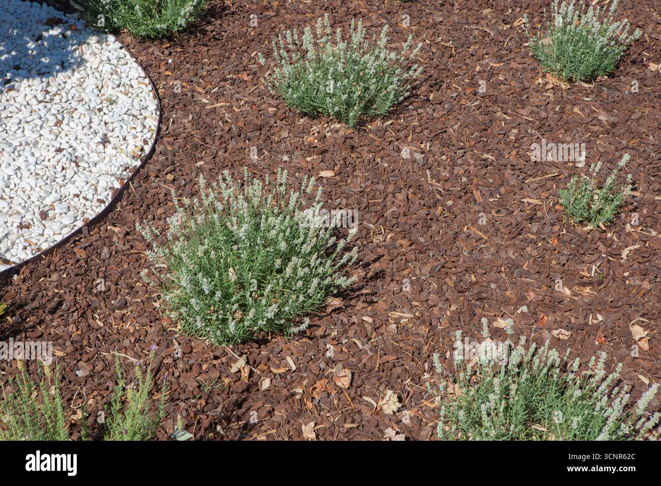 Distribuzione che combina ciottoli bianchi e pacciame di pino e corteccia. Rivestimento decorativo del terreno nel giardinaggio Foto Stock