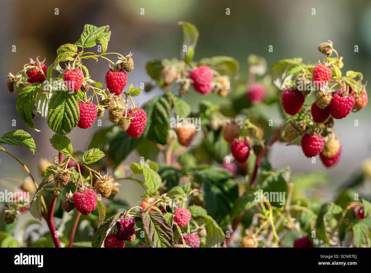 Primo piano di lamponi rossi maturi che crescono su un cespuglio nel giardino. Bacche biologiche fresche su rami verdi, simbolo di cibo sano, raccolta estiva Foto Stock