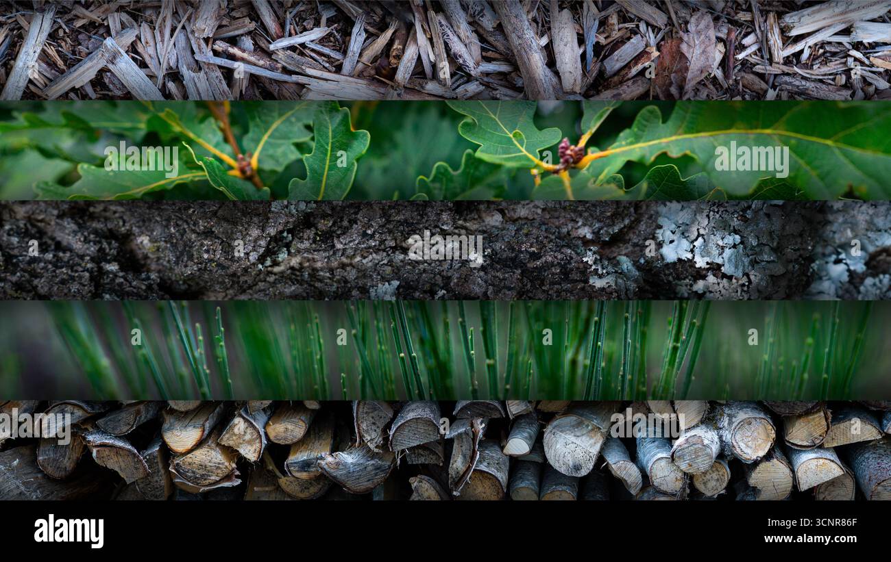 Collage di strutture forestali tra cui corteccia, foglie, erba e tronchi, diversità ambientale naturale sfondo per design o concetti ecologici. Foto Stock