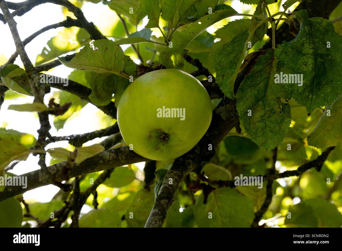 La mela semina di Bramley. Foto Stock
