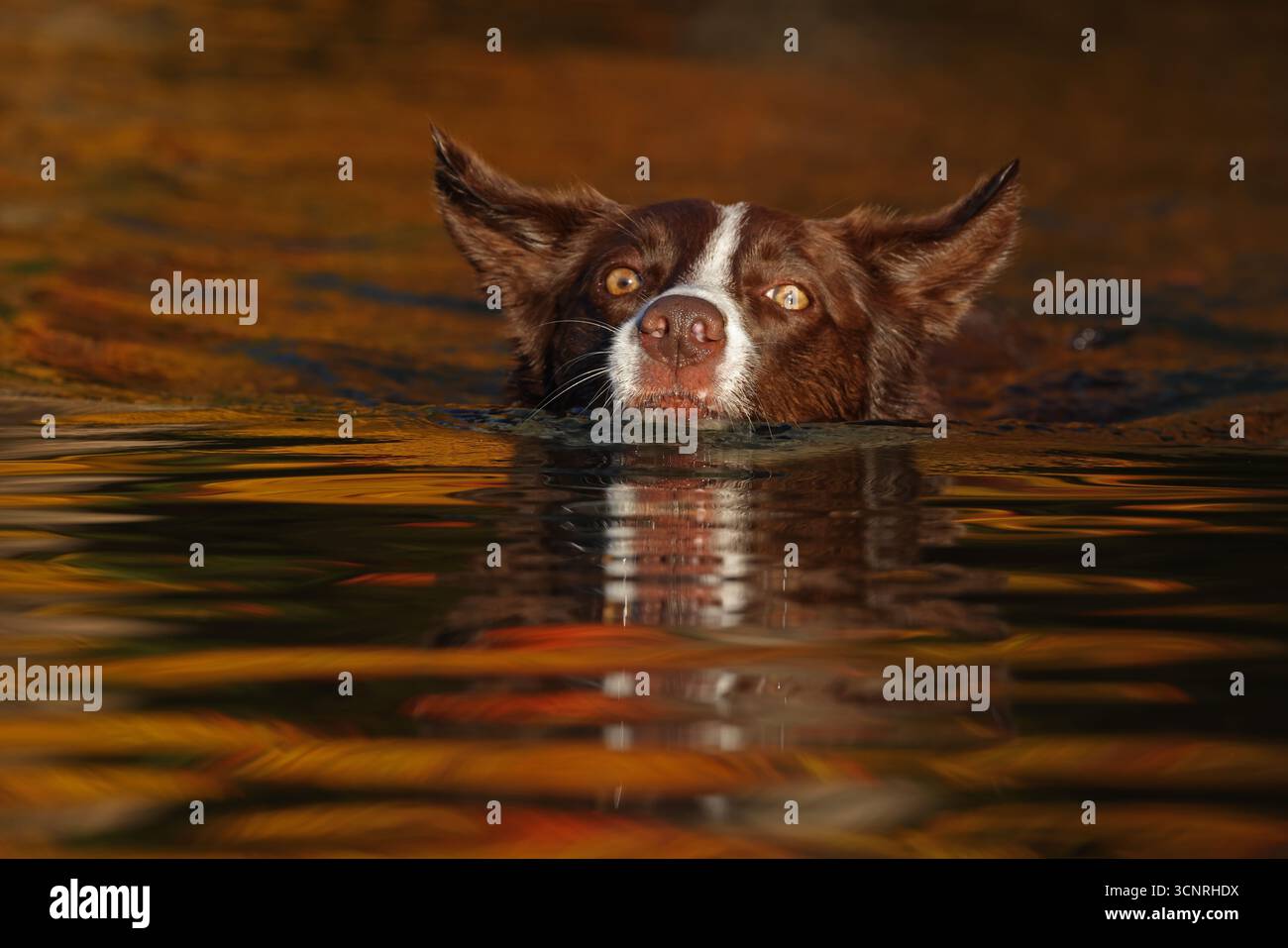 Chocolate Border Collie, giocando, donna, Maryland Foto Stock