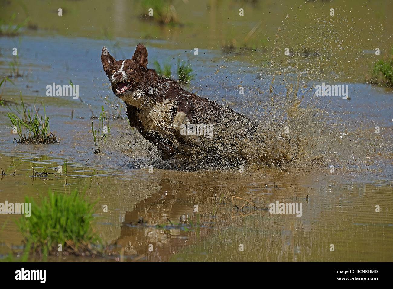 Chocolate Border Collie, giocando, donna, Maryland Foto Stock