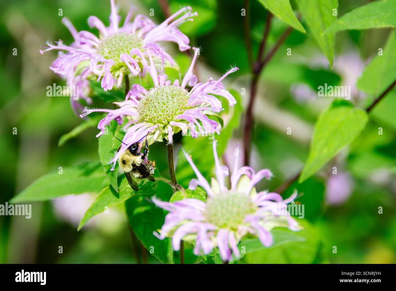 Un comune bumblebee orientale (Bombus impatiens) si forgia su un fiore di balsamo per api nella contea di Waukesha, WISCONSIN. Foto Stock