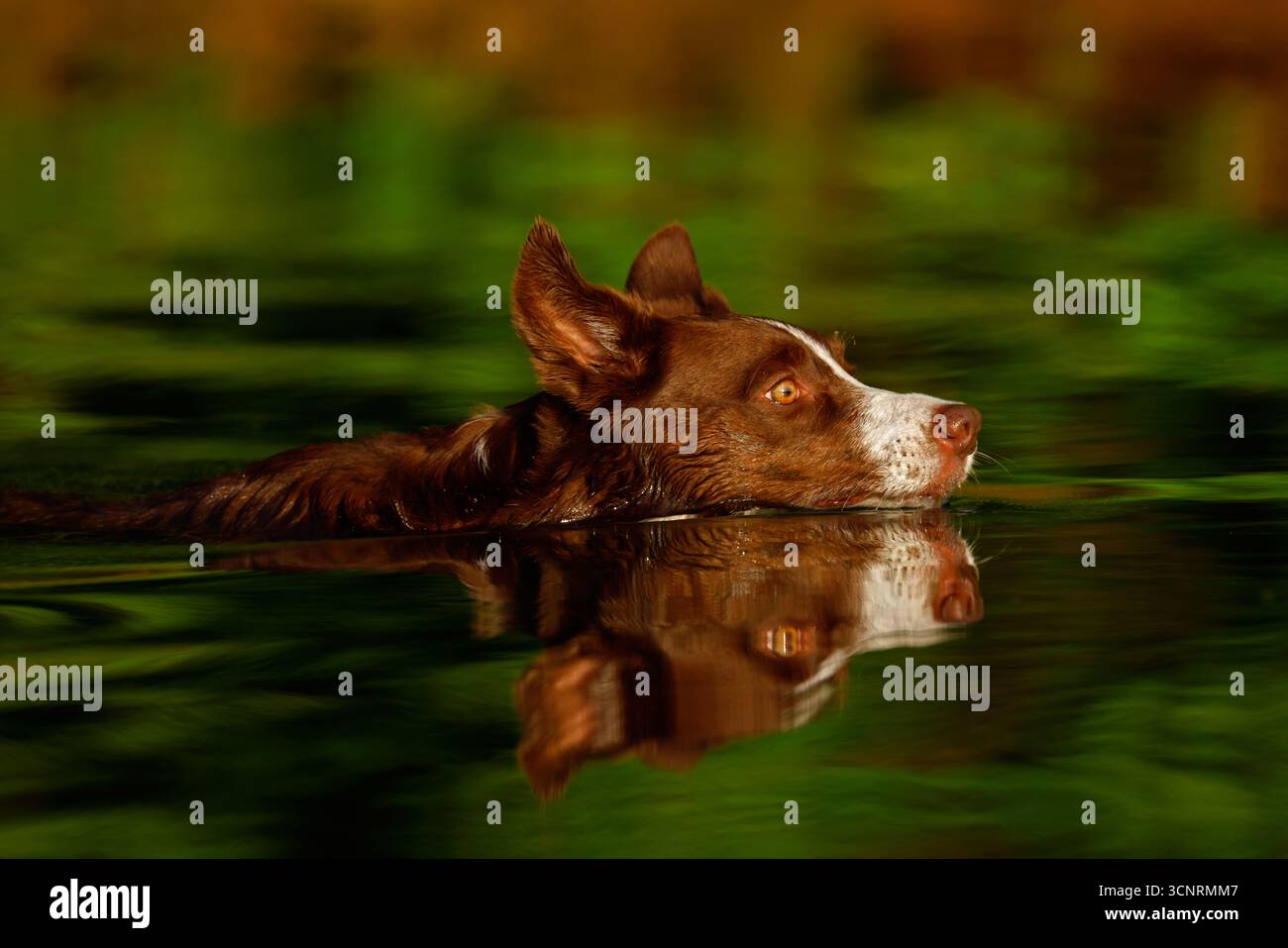 Chocolate Border Collie, giocando, donna, Maryland Foto Stock