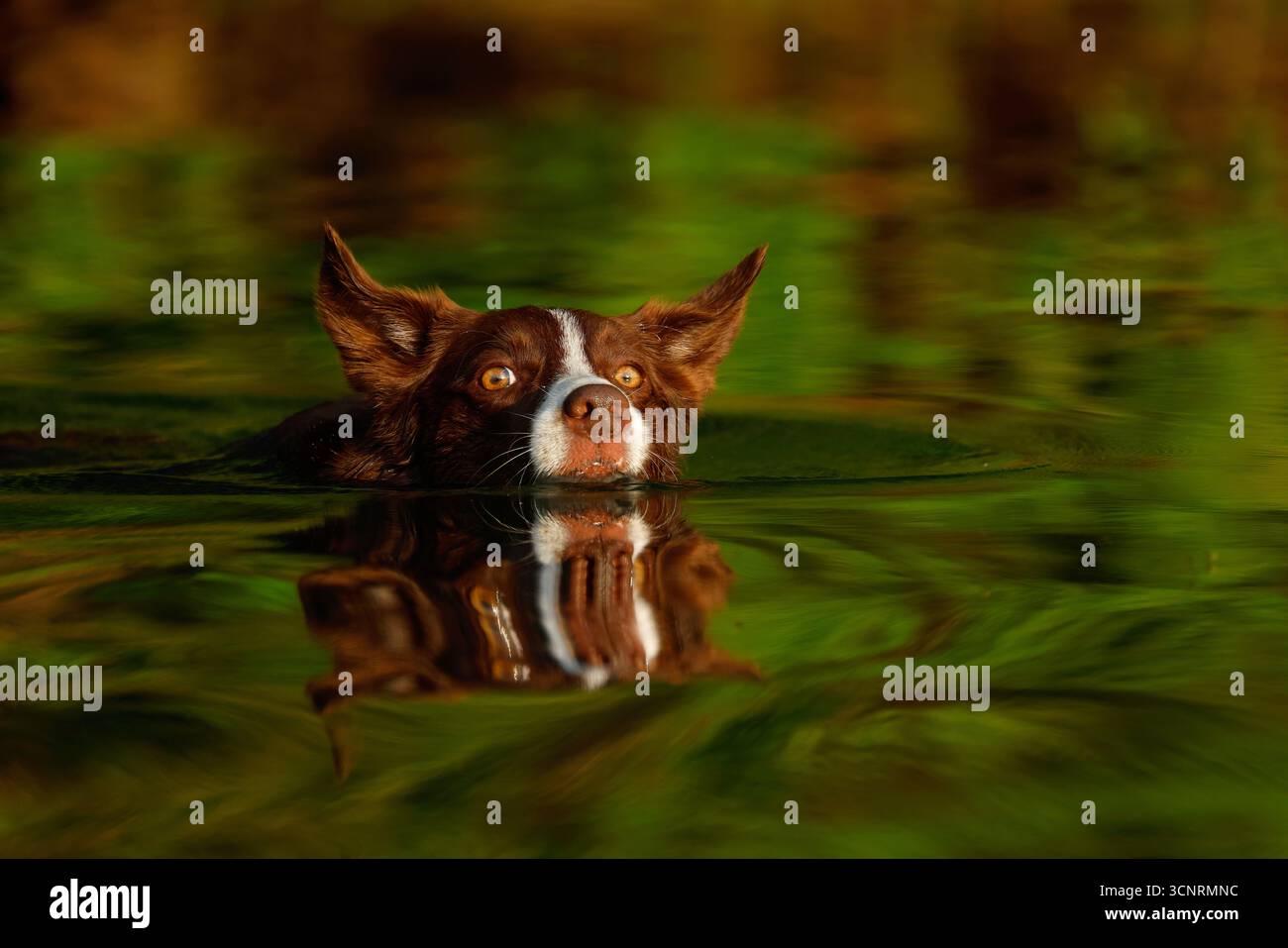 Chocolate Border Collie, giocando, donna, Maryland Foto Stock