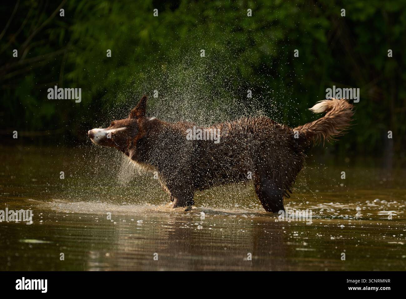 Chocolate Border Collie, giocando, donna, Maryland Foto Stock