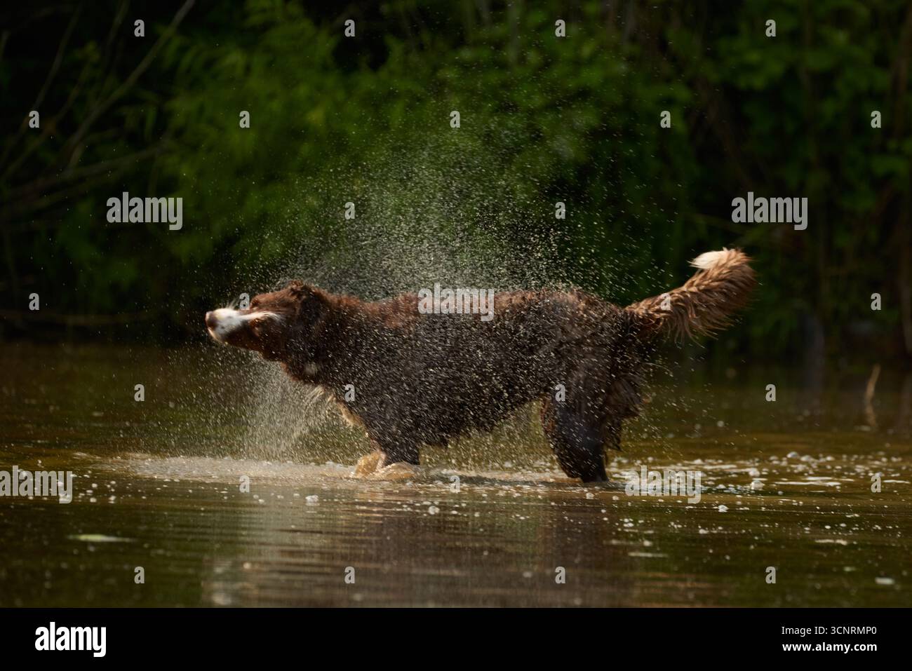 Chocolate Border Collie, giocando, donna, Maryland Foto Stock