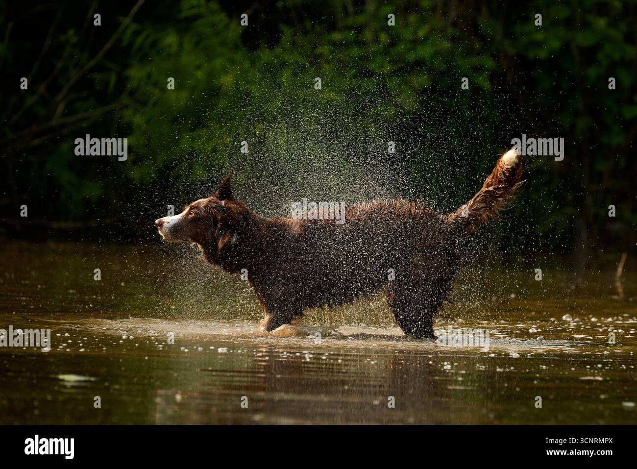 Chocolate Border Collie, giocando, donna, Maryland Foto Stock