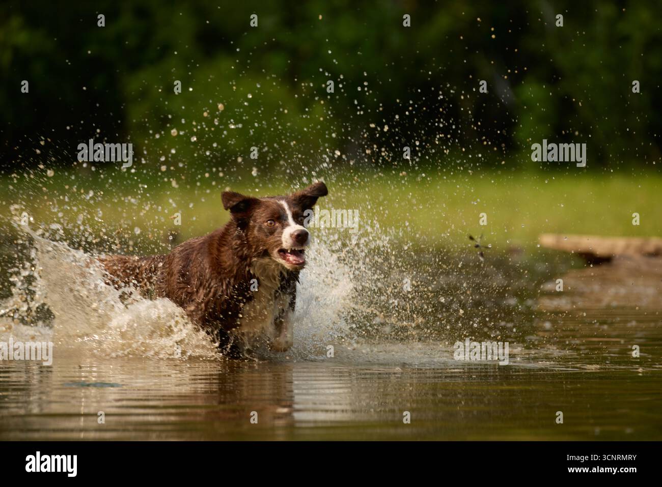 Chocolate Border Collie, giocando, donna, Maryland Foto Stock