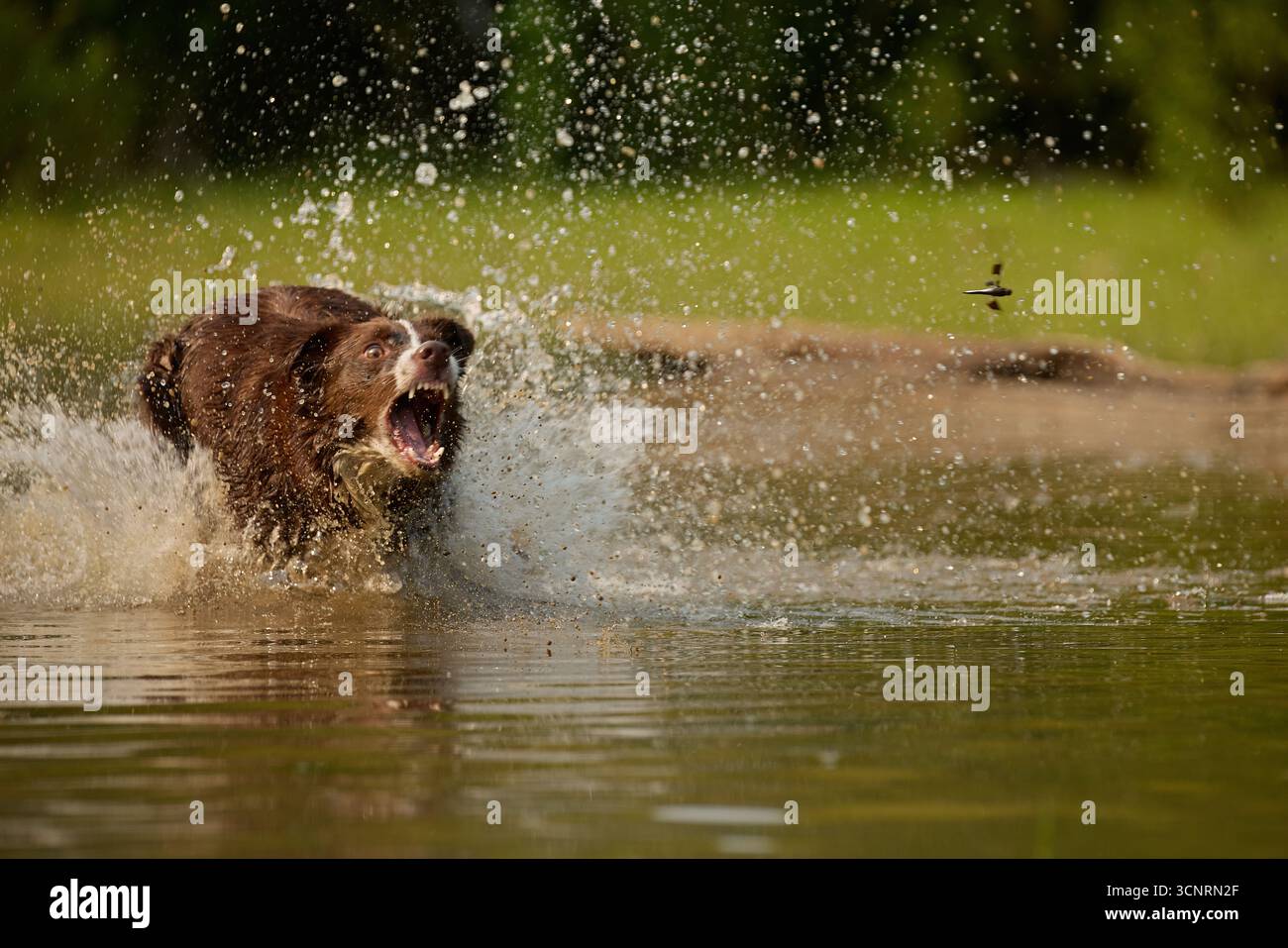 Chocolate Border Collie, giocando, donna, Maryland Foto Stock