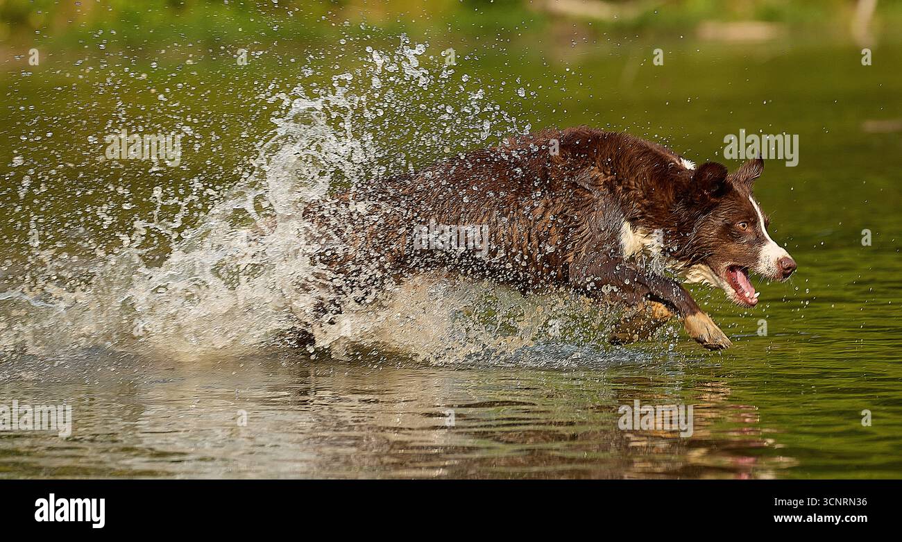 Chocolate Border Collie, giocando, donna, Maryland Foto Stock