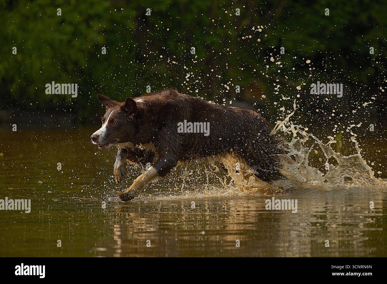 Chocolate Border Collie, giocando, donna, Maryland Foto Stock
