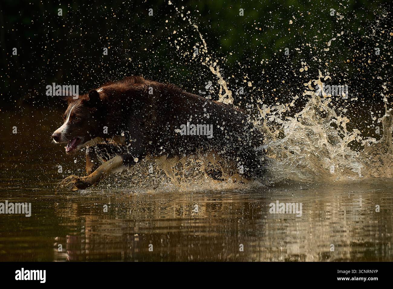 Chocolate Border Collie, giocando, donna, Maryland Foto Stock
