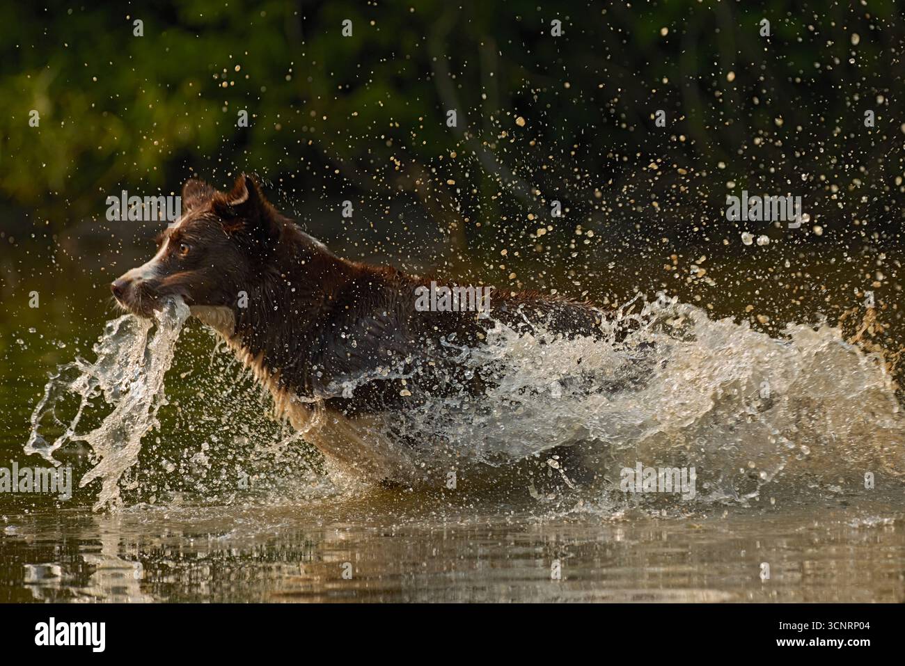 Chocolate Border Collie, giocando, donna, Maryland Foto Stock
