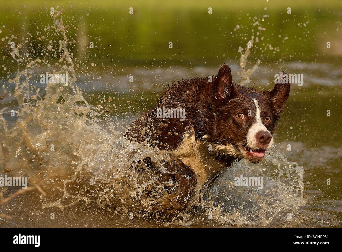 Chocolate Border Collie, giocando, donna, Maryland Foto Stock