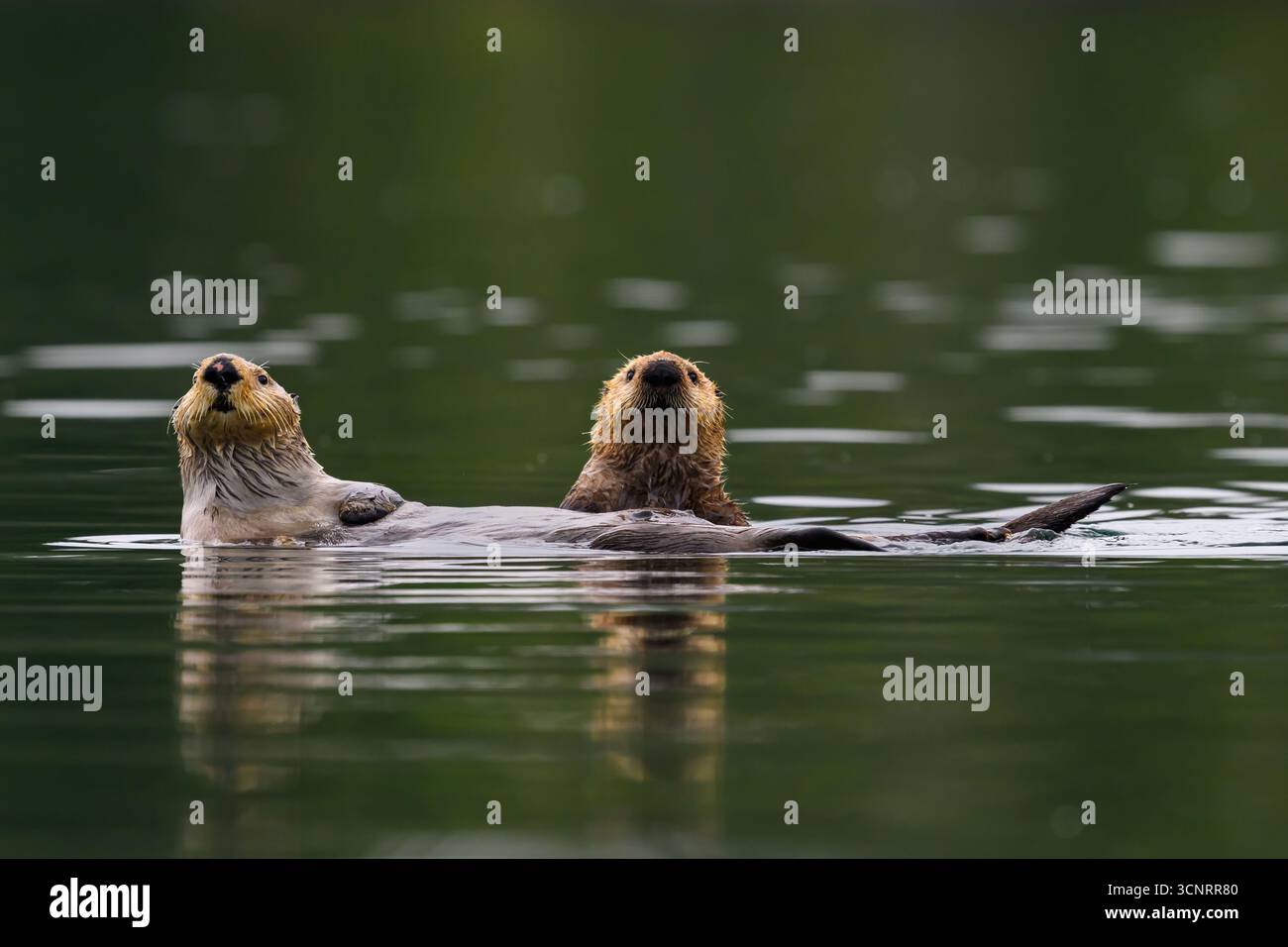 Madre e giovane lontra di mare che galleggiano in acque calme vicino a Port Alice, Isola di Vancouver, Columbia Britannica Foto Stock