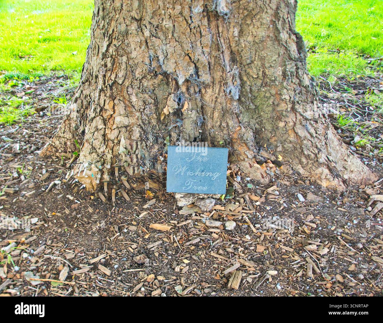 L'albero dei desideri a Henley è un sicomoro su Marsh Meadows dove la gente lega nastri per fare desideri, una tradizione che risale all'adozione del Foto Stock