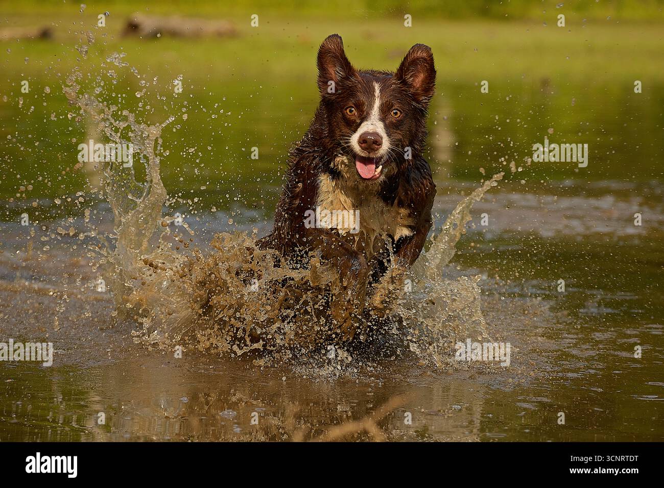 Chocolate Border Collie, giocando, donna, Maryland Foto Stock