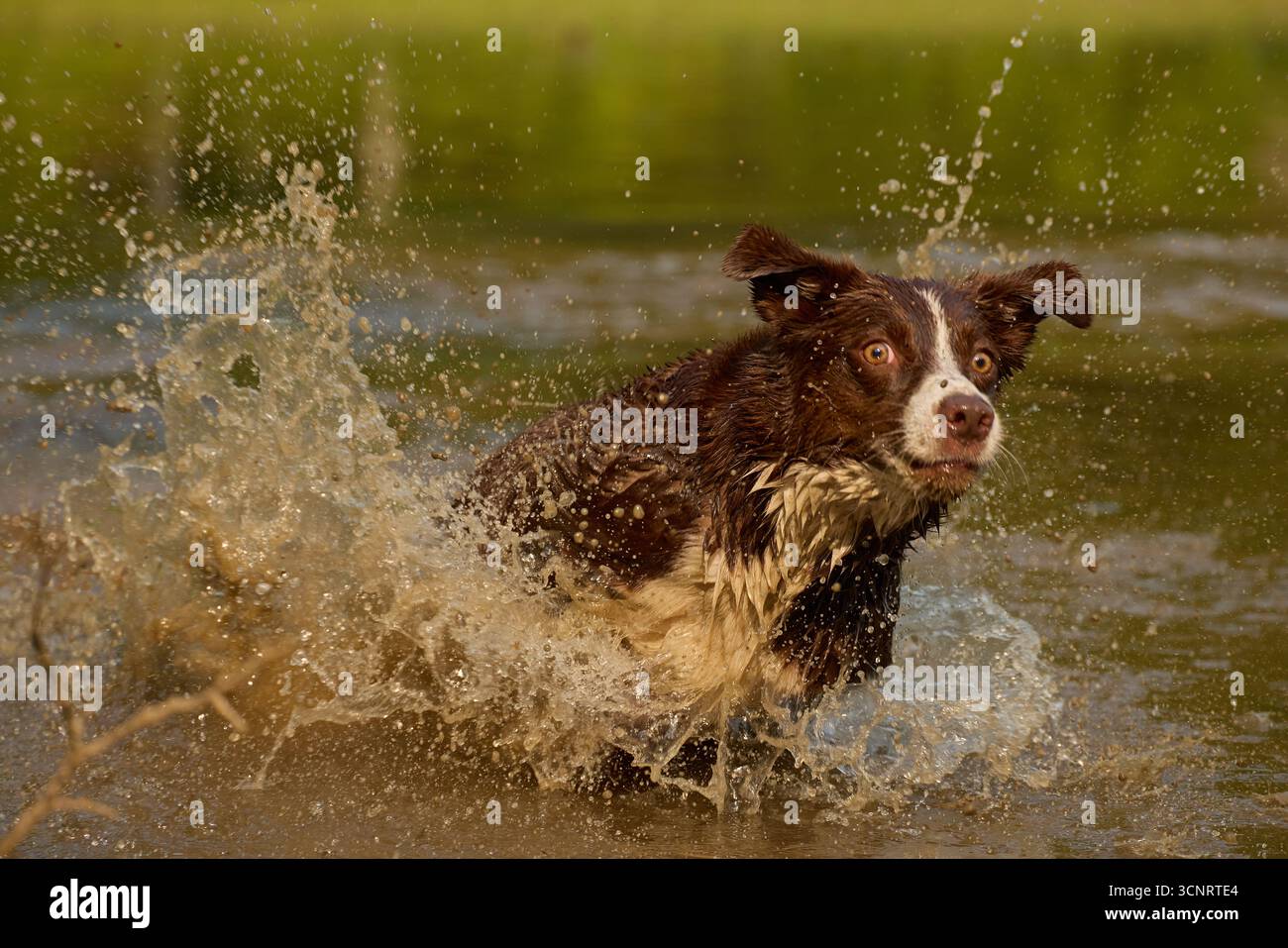 Chocolate Border Collie, giocando, donna, Maryland Foto Stock