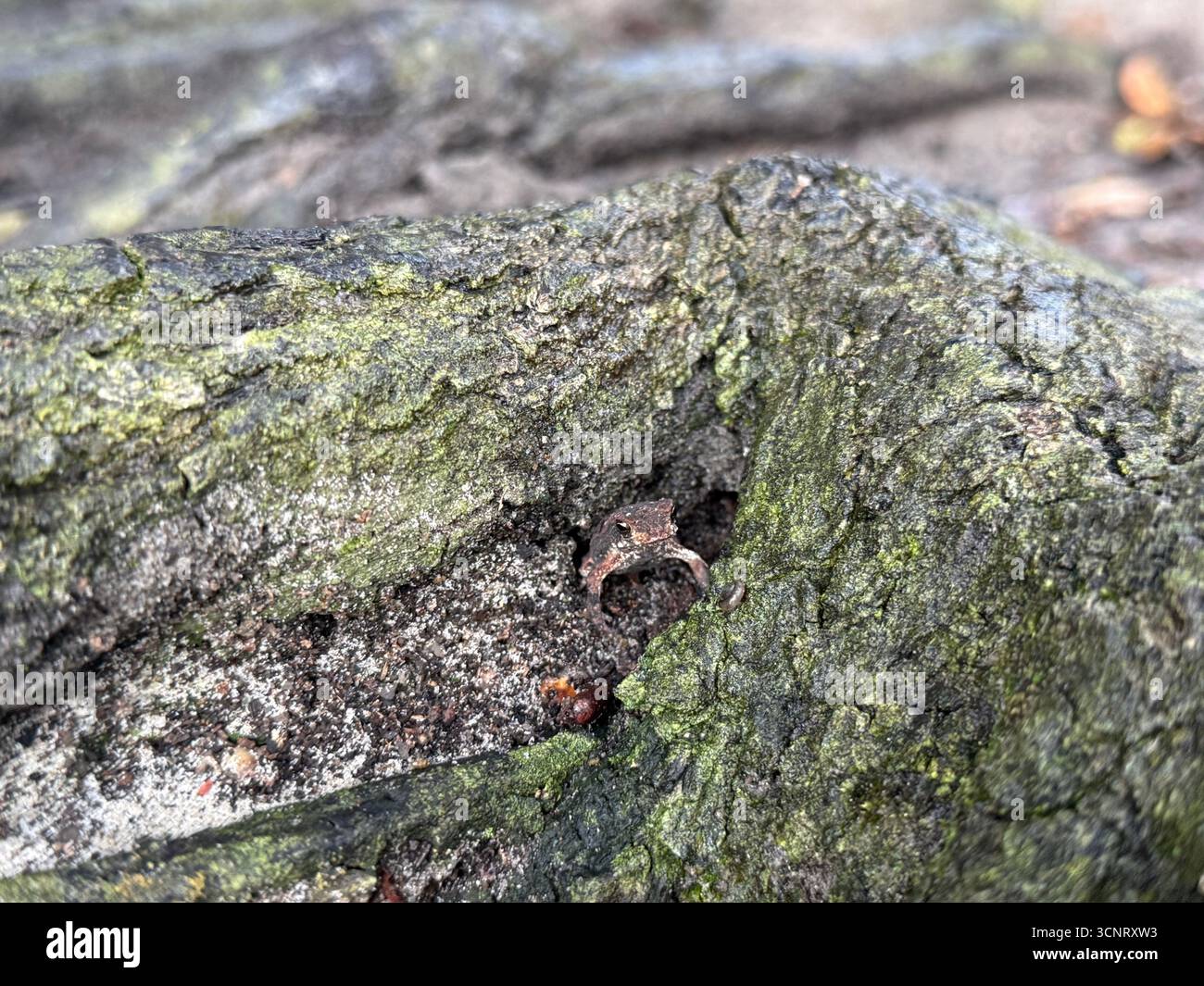 piccola rana in casa sua, la radice di un albero - Immagine stock catturata con smartphone