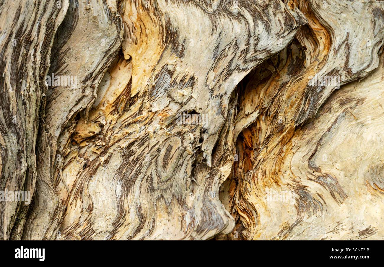 Primo piano della struttura astratta della corteccia dell'albero con i colori marrone bianco e oro di un albero di corteccia di carta. Foto Stock