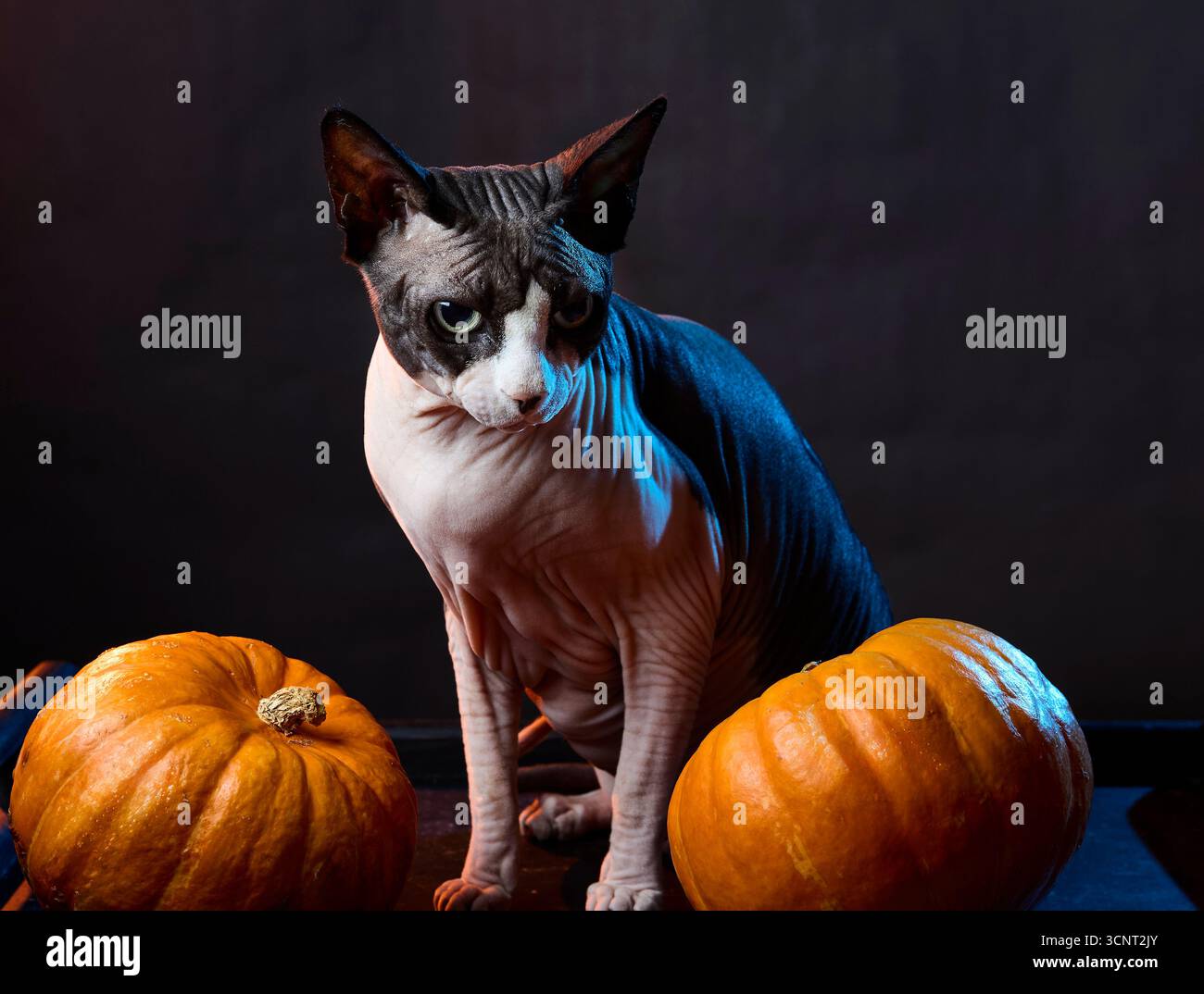 Ritratto di gatto della sfinge canadese con zucche su sfondo scuro. Allestimento stagionale di Halloween con tema del raccolto autunnale. Foto Stock