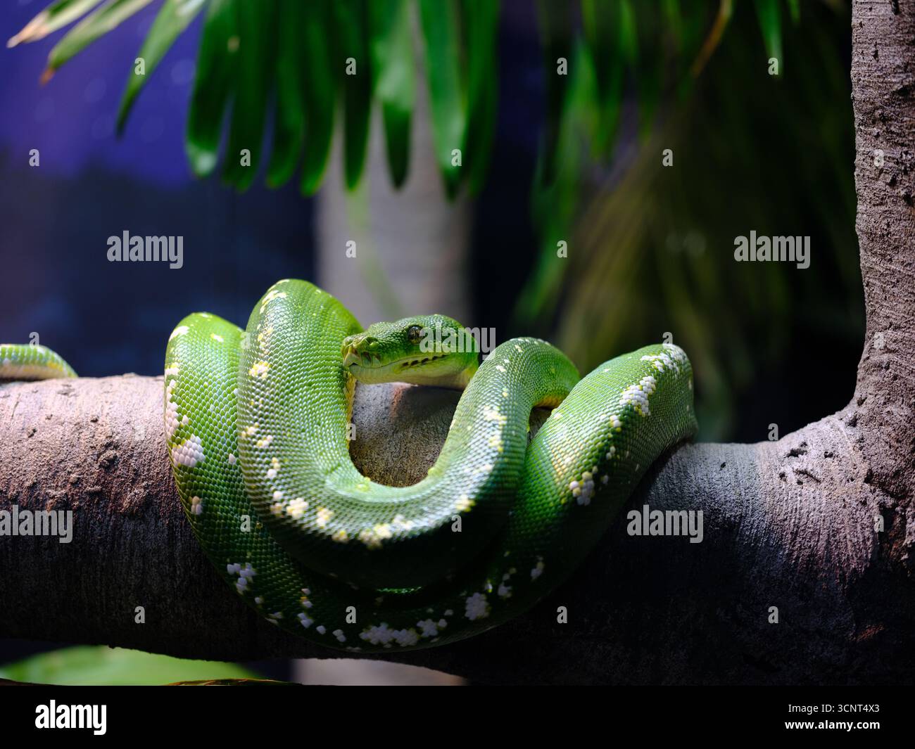 Fantastico e distintivo pitone Green Tree in bellezza naturale. Foto Stock