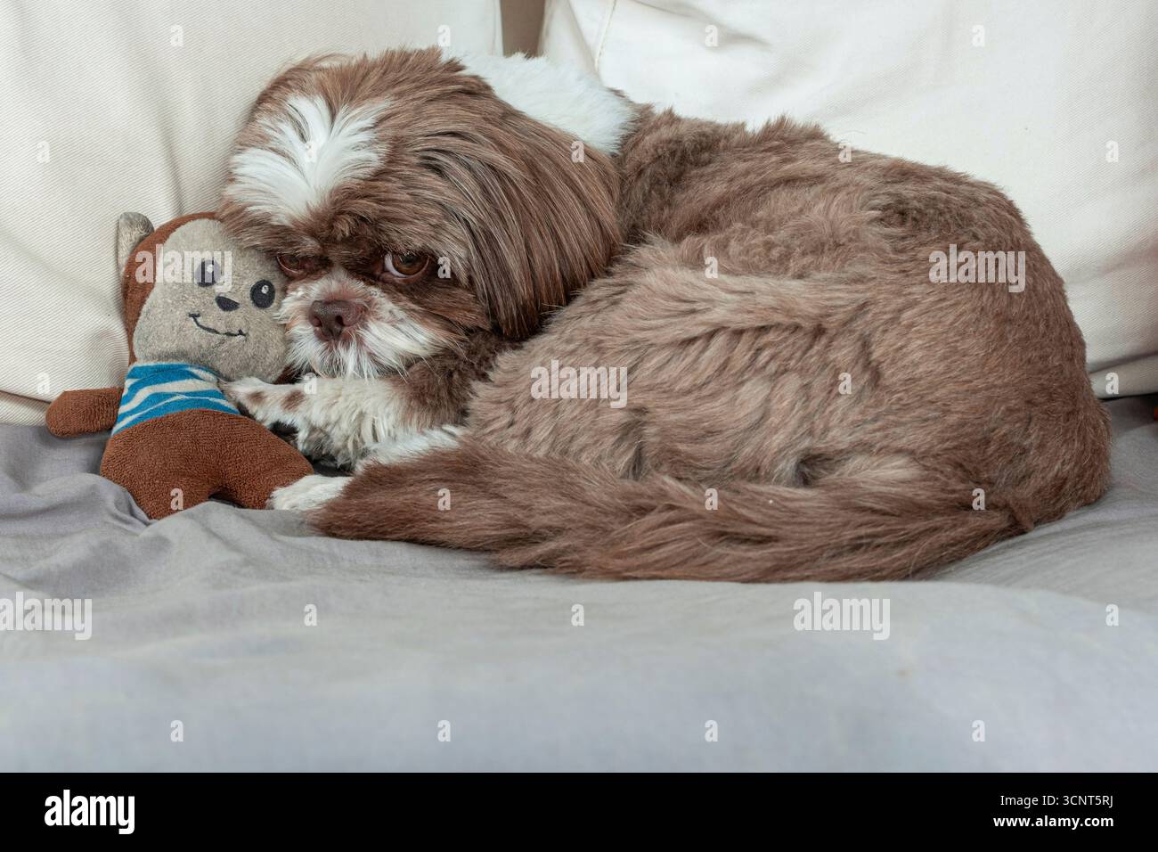 3,5 anni Shih Tzu cane disteso sul divano accanto al suo peluche. Foto Stock