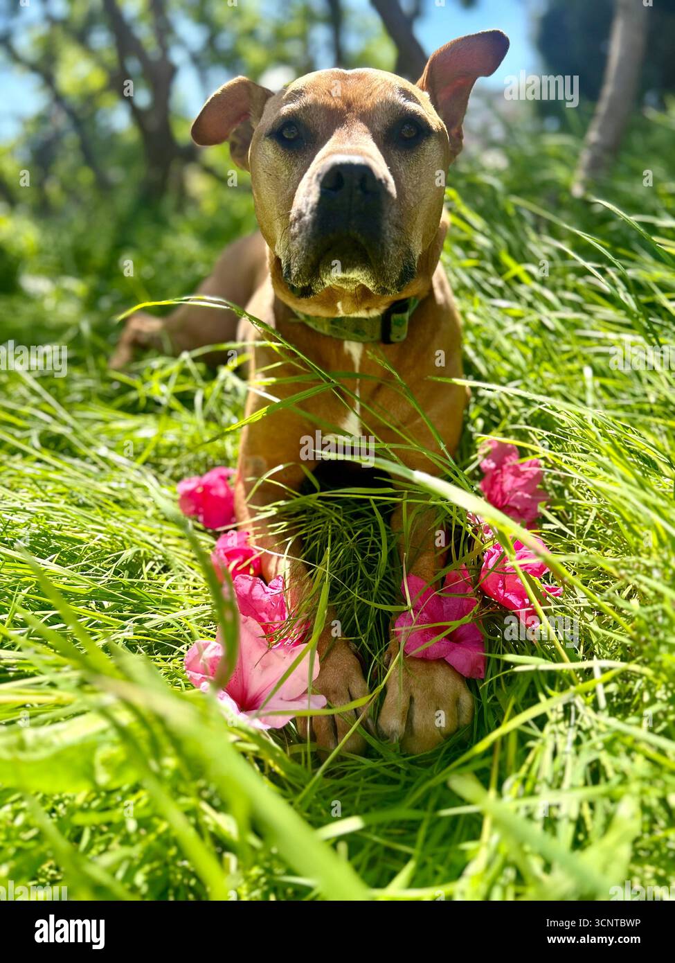 cane in posa con i fiori Foto Stock