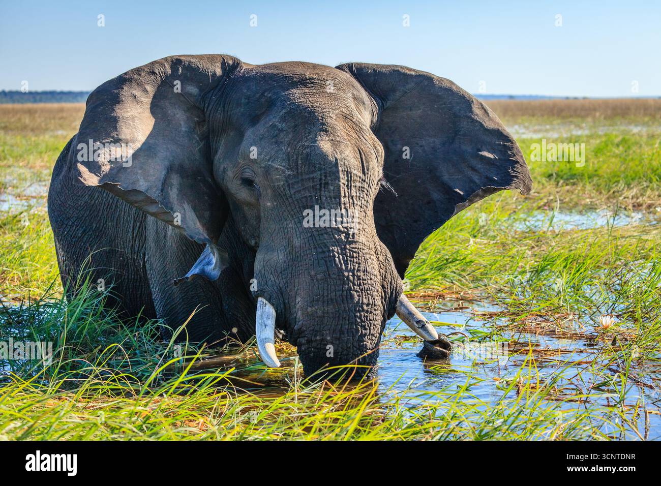 Elefante africano che pascolano sulla vegetazione nel fiume Chobe in Botswana Foto Stock