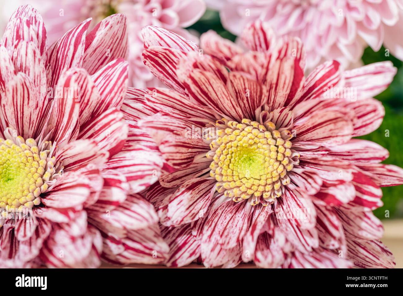 Primo piano di vivaci fiori di crisantemo a righe bianche e rosa con centri gialli, sfondo sfocato e morbido. Foto Stock