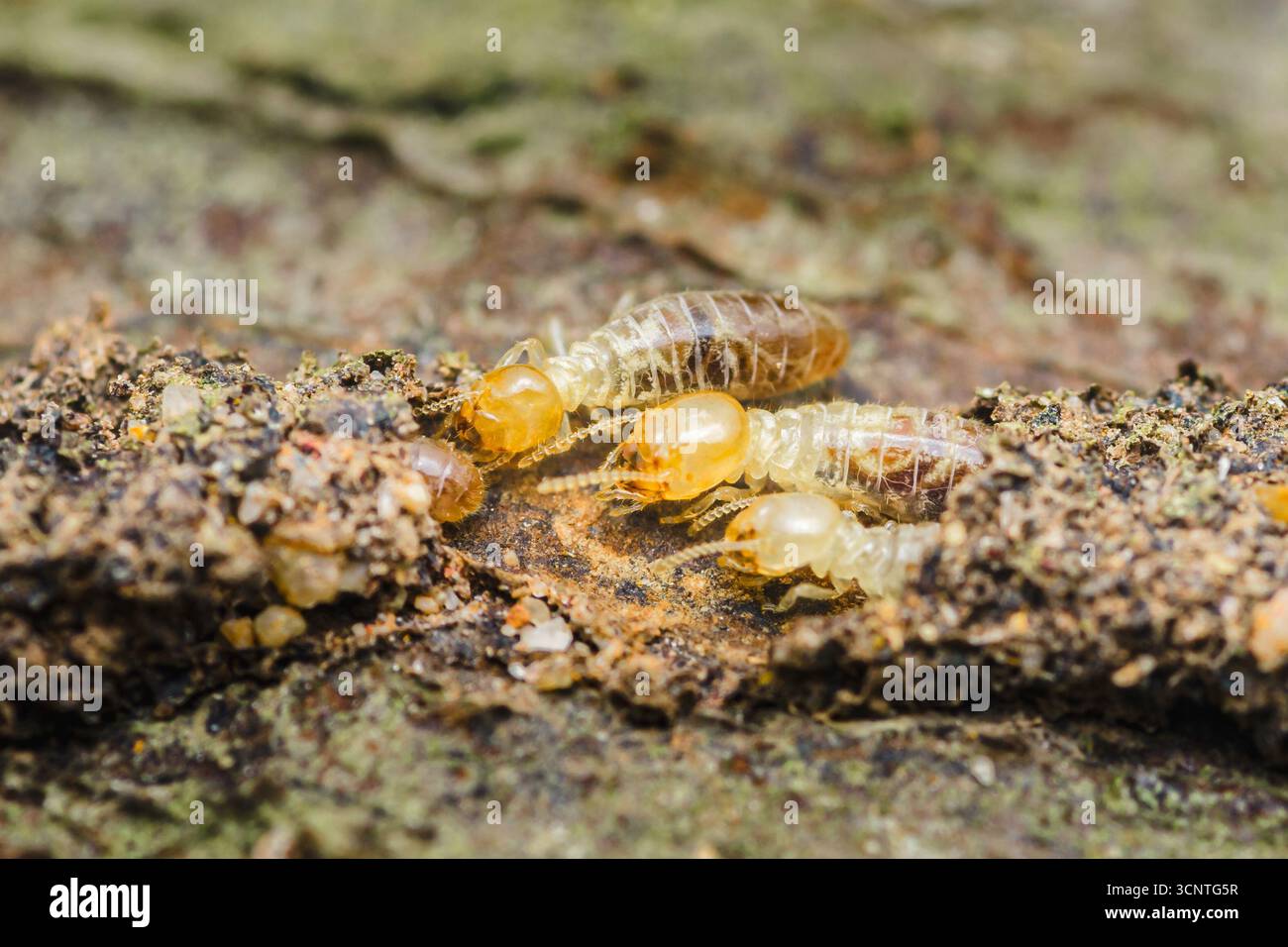 Vista ravvicinata delle termiti dei lavoratori che alimentano attivamente il legno in decomposizione, creando danni strutturali alle case e presentando rischi significativi per i proprietari di abitazioni Foto Stock