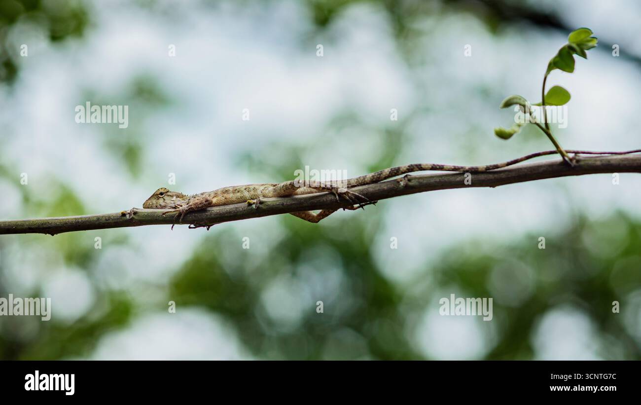 La lucertola da giardino orientale, nota anche come lucertola mutevole, si trova su un sottile ramo nel suo habitat naturale, mostrando il suo camuffamento e adattamento Foto Stock